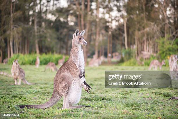 kangaroo - bush baby stockfoto's en -beelden