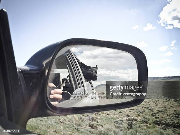 usa, wyoming, dog looking out car window - prairie dog 個照片及圖片檔