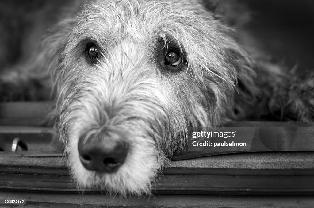 Portrait of Irish Wolfhound dog lying in the back of a car