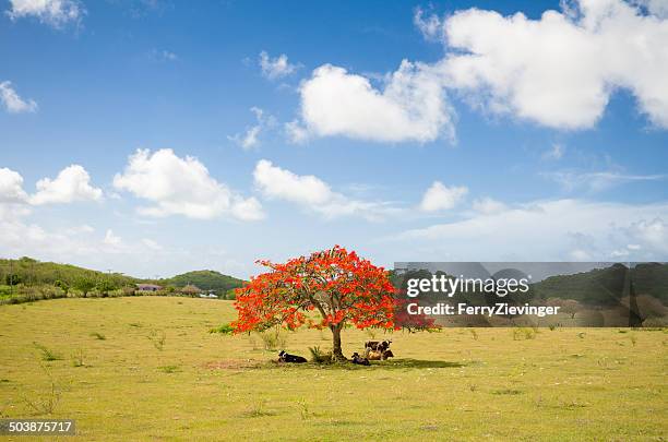 cows lying under a flame tree, antigua, caribbean - delonix regia stock pictures, royalty-free photos & images