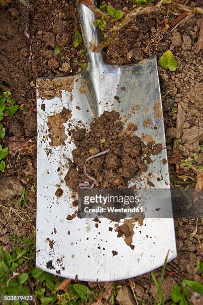 spade with soil and earthworm - nightcrawler film stock-fotos und bilder
