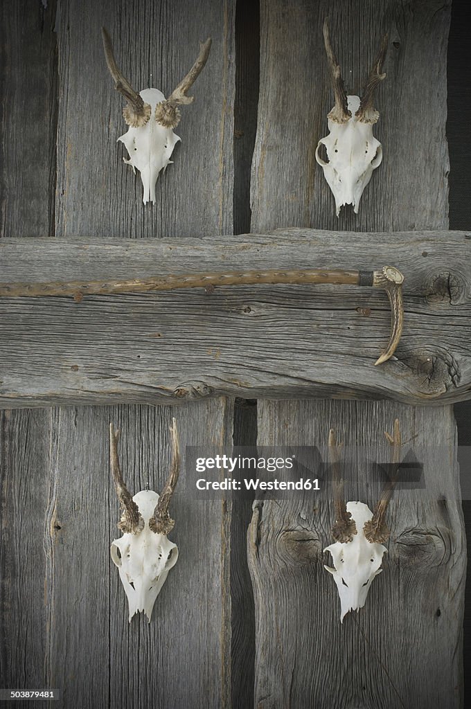 Antiers and walking stick hanging on wooden wall