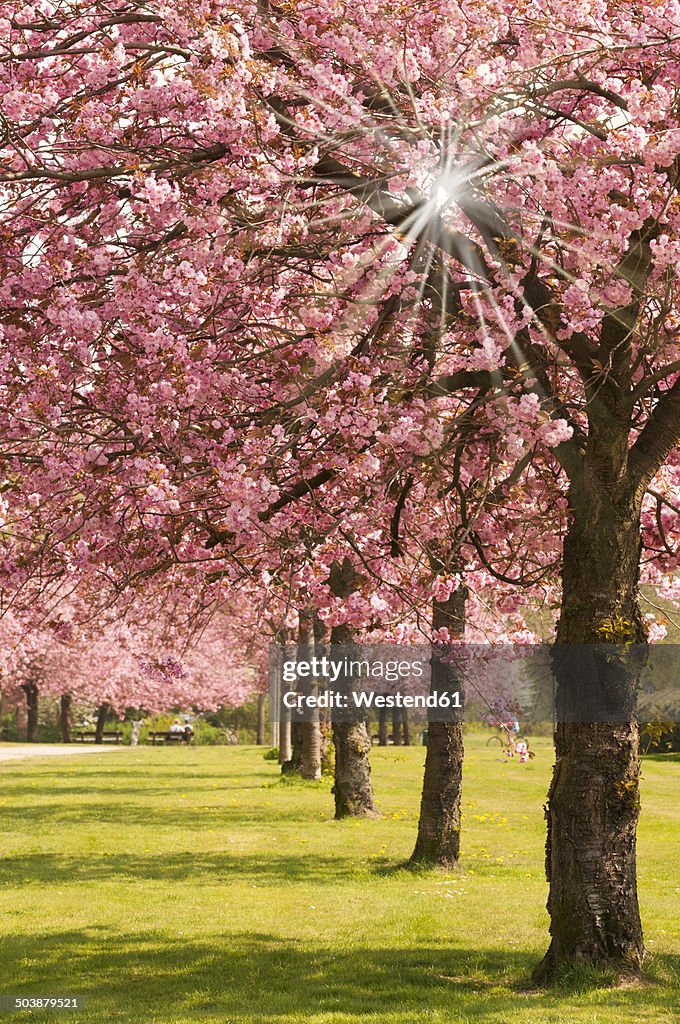 Germany, Hamburg, Cherry blossom in the city