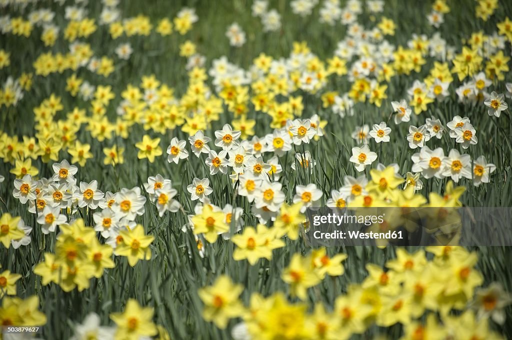 Germany, Constance district, Daffodils, Narcissus, on meadow
