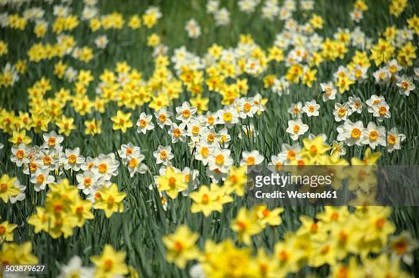 germany, constance district, daffodils, narcissus, on meadow - osterglocke stock-fotos und bilder