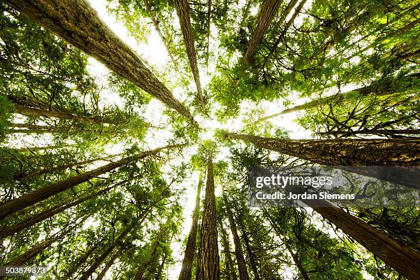 lush green rain forest. - baum von unten stock-fotos und bilder