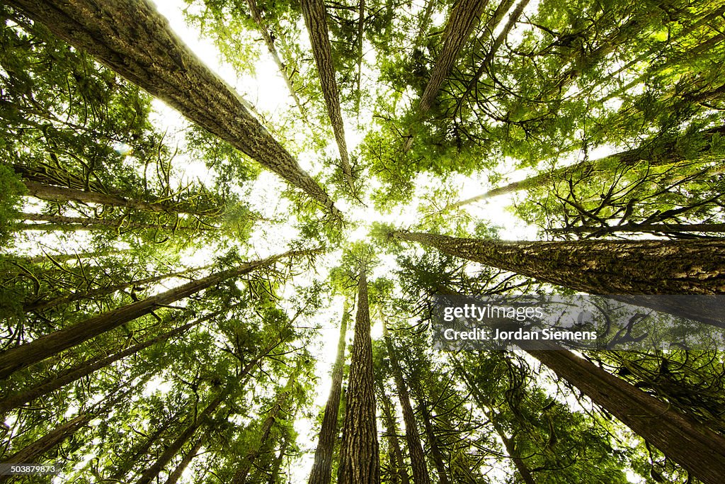 Lush green rain forest.