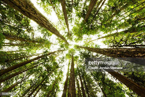 lush green rain forest. - looking up stock pictures, royalty-free photos & images