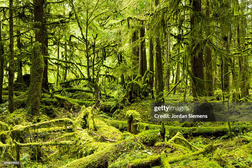 Lush green rain forest.