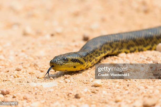 south america, brasilia, mato grosso do sul, pantanal, yellow anaconda, eunectes notaeus - オオヘビ ストックフォトと画像