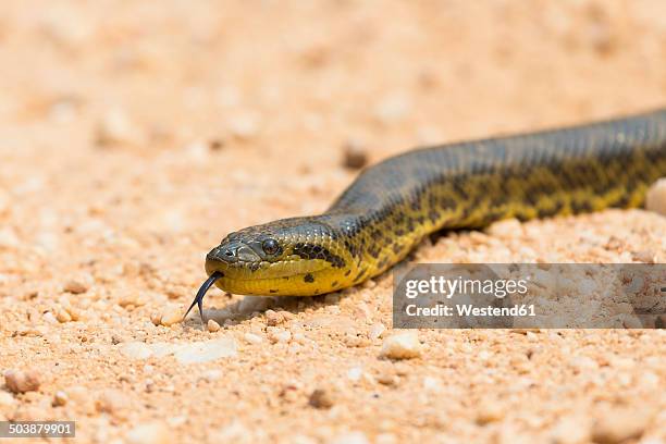 south america, brasilia, mato grosso do sul, pantanal, yellow anaconda, eunectes notaeus - anaconda snake stock pictures, royalty-free photos & images