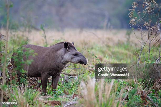 south america, brasilia, mato grosso do sul, pantanal, brazilian tapir, tapirus terrestris - lowland tapir photos et images de collection