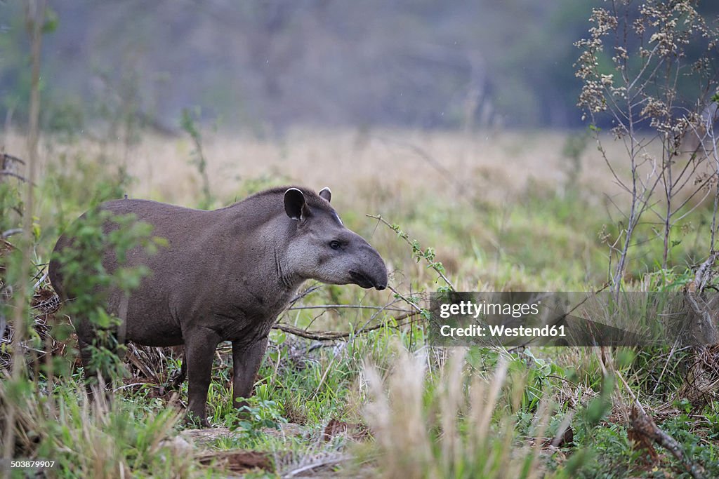 South America, Brasilia, Mato Grosso do Sul, Pantanal, Brazilian tapir, Tapirus terrestris