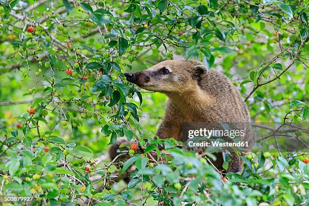 1,321 Brazil National Animal Photos and Premium High Res Pictures - Getty Images 1,321 Brazil National Animal Photos and Premium High Res Pictures - Getty Images