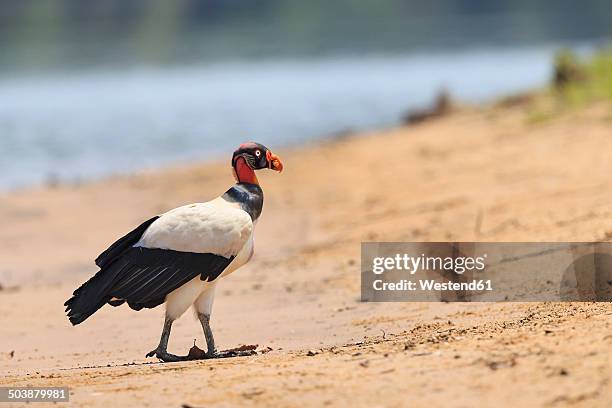 south america, brasilia, mato grosso do sul, pantanal, king vulture, sarcoramphus papa - urubu rei imagens e fotografias de stock
