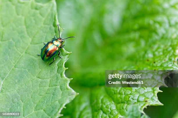 dead nettle leaf beetle, chrysolina fastuosa, sitting on leaf - chrysolina stock pictures, royalty-free photos & images