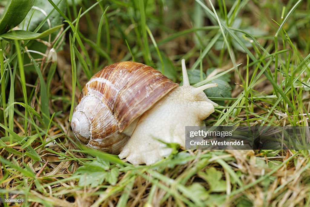 Edible snail, Helix pomatia, creeping on grass