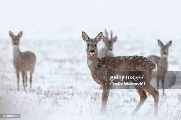 germany, schleswig-holstein, roe deer in snow - deer bildbanksfoton och bilder