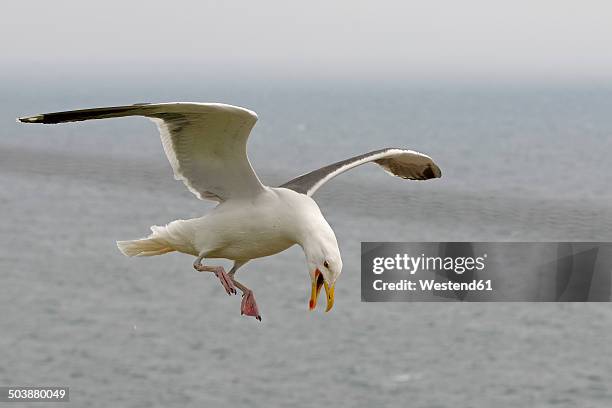 germany, schleswig-holstein, herring gull, larus argentatus, flying - animal mouth stock pictures, royalty-free photos & images