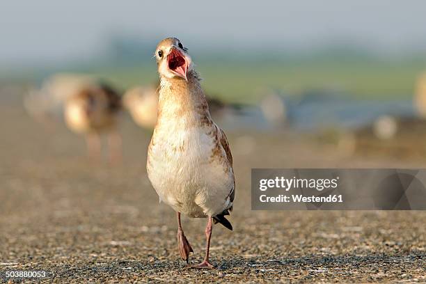 germany, schleswig-holstein, black-headed gull, chroicocephalus ridibundus, young animal - beak ストックフォトと画像