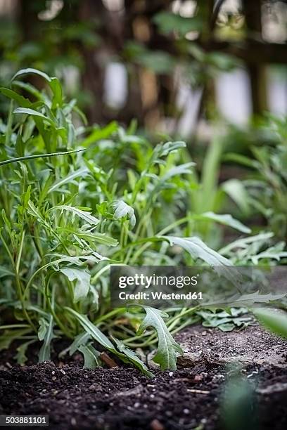 germany, baden-wuerttemberg, perennial wall-rocket, diplotaxis tenuifolia, in garden - roquette photos et images de collection