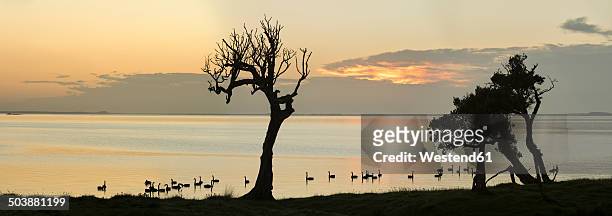 new zealand, chatham island, silhouette of trees and swans at blind jims creek - chatham islands new zealand stock-fotos und bilder
