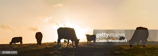 new zealand, chatham island, cattle against evening sky - chatham islands new zealand stock-fotos und bilder