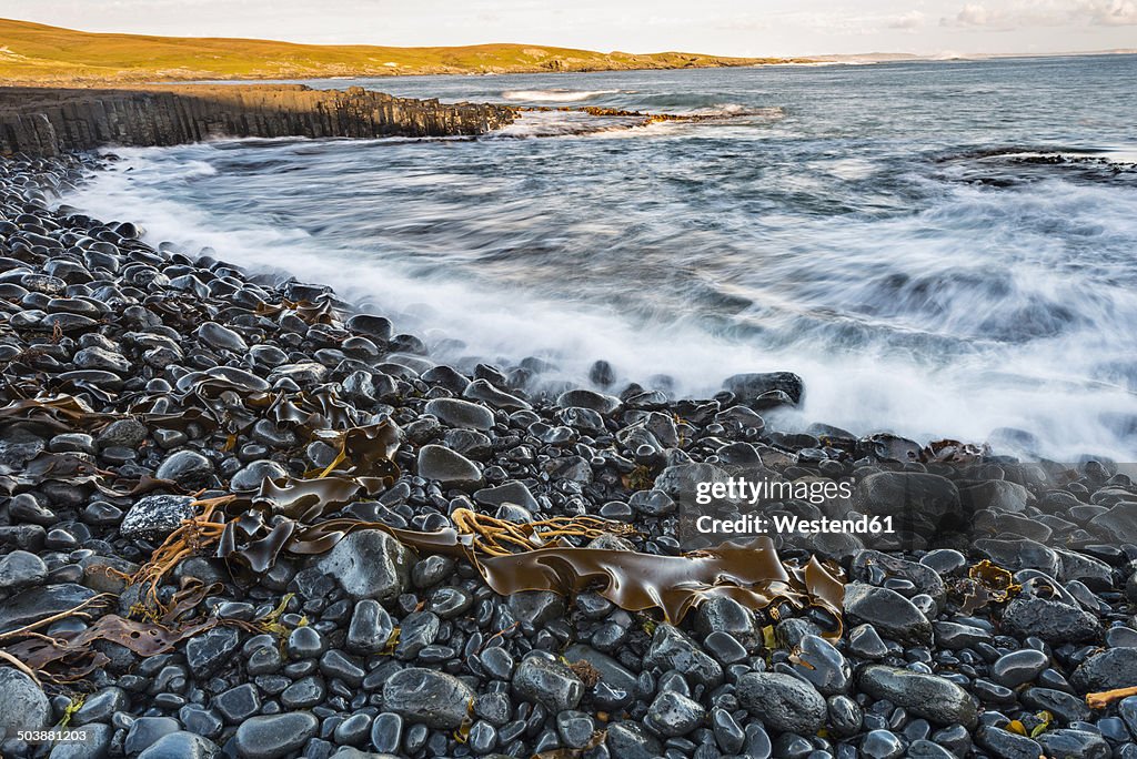 New Zealand, Chatham Island, Kelp on basalt rocks at Ohira Bay
