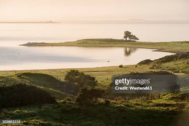 new zealand, chatham island, harekauri peninsula with single tree - chatham islands new zealand stock-fotos und bilder