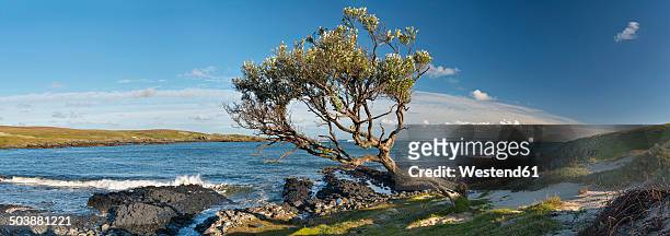 new zealand, chatham island, windbent tree at ohira bay - chatham islands new zealand photos et images de collection