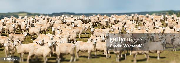 new zealand, chatham island, waitangi, flock of sheep - chatham islands new zealand stock-fotos und bilder