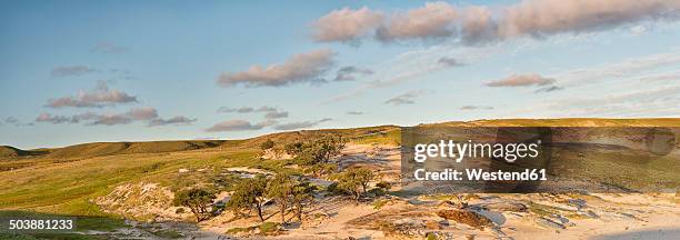 new zealand, chatham island, dune ith trees in ohira bay - chatham islands new zealand stock-fotos und bilder