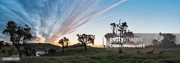 new zealand, chatham island, sihouettes of trees evening against sky - chatham islands new zealand stock-fotos und bilder