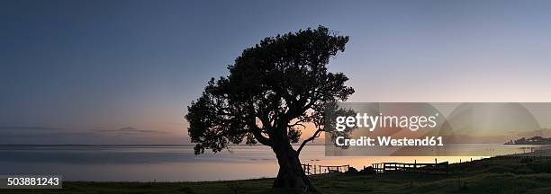 new zealand, chatham island, silhouette of tree blind jims creek - chatham islands new zealand stock-fotos und bilder