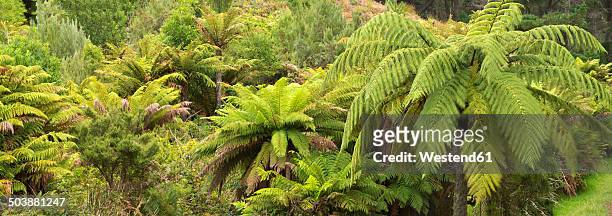 new zealand, chatham island, tree ferns - chatham islands new zealand photos et images de collection