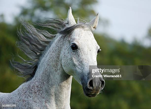 germany, baden-wuerttemberg, arabian horse, equus ferus caballus, galloping - arab horse stock pictures, royalty-free photos & images