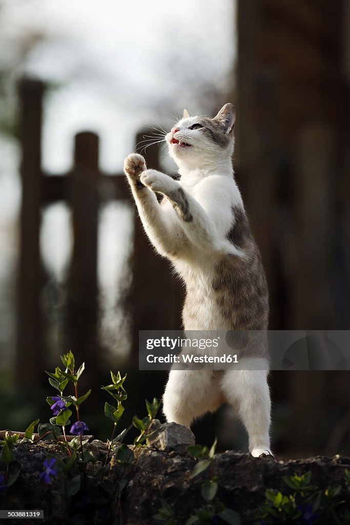 Germany, Baden-Wuerttemberg, Tabby cat, Felis silvestris catus, playing