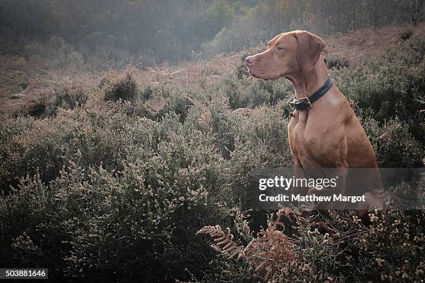 hungarian vizsla - jachthond-rashond stockfoto's en -beelden