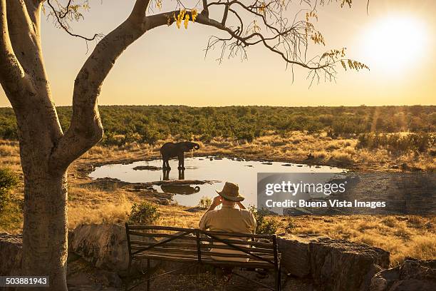 man watching a drinking elephant - etosha nationaal park stockfoto's en -beelden