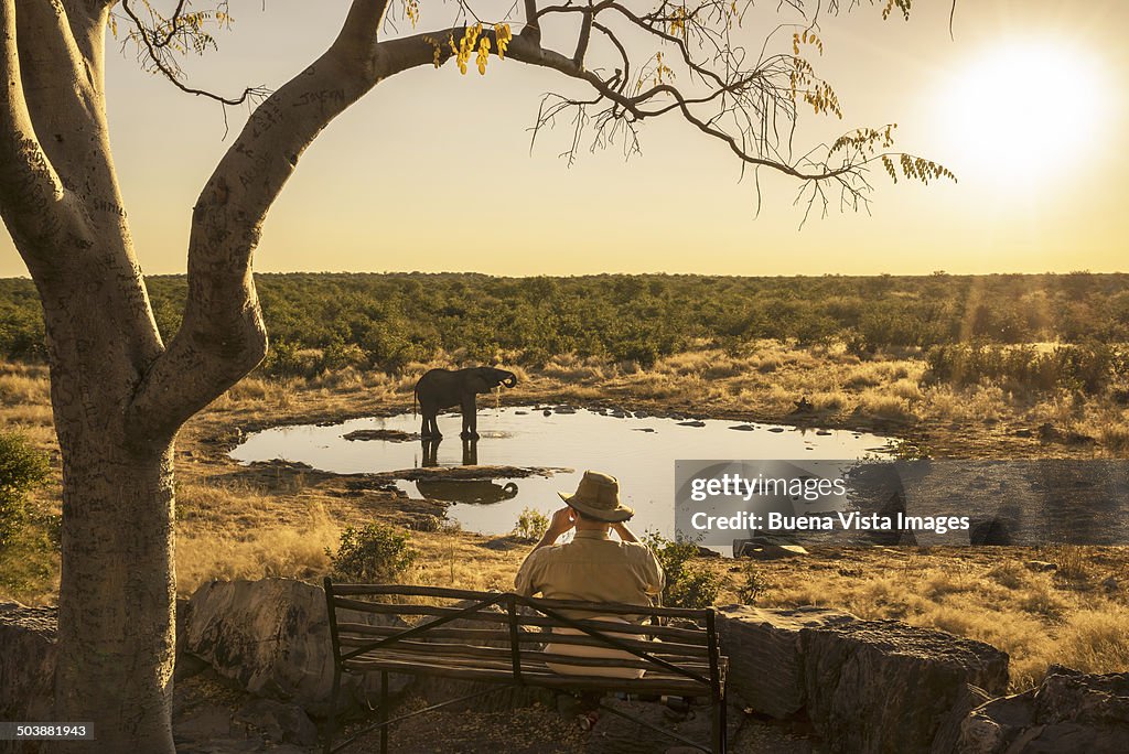Man watching a drinking elephant