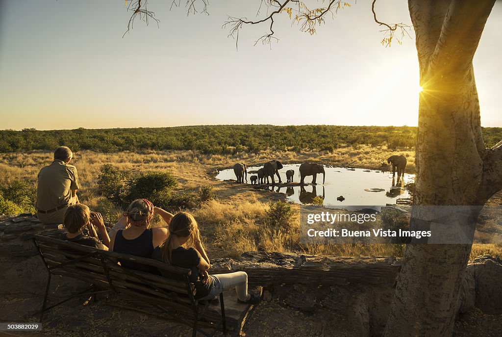 Family watching elephants