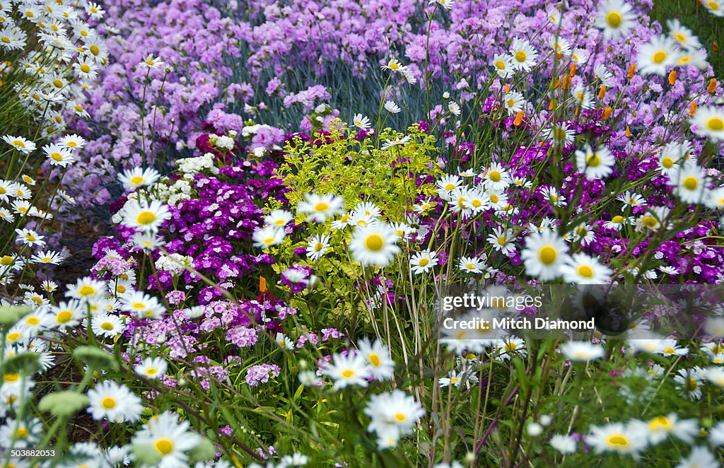 Flower garden