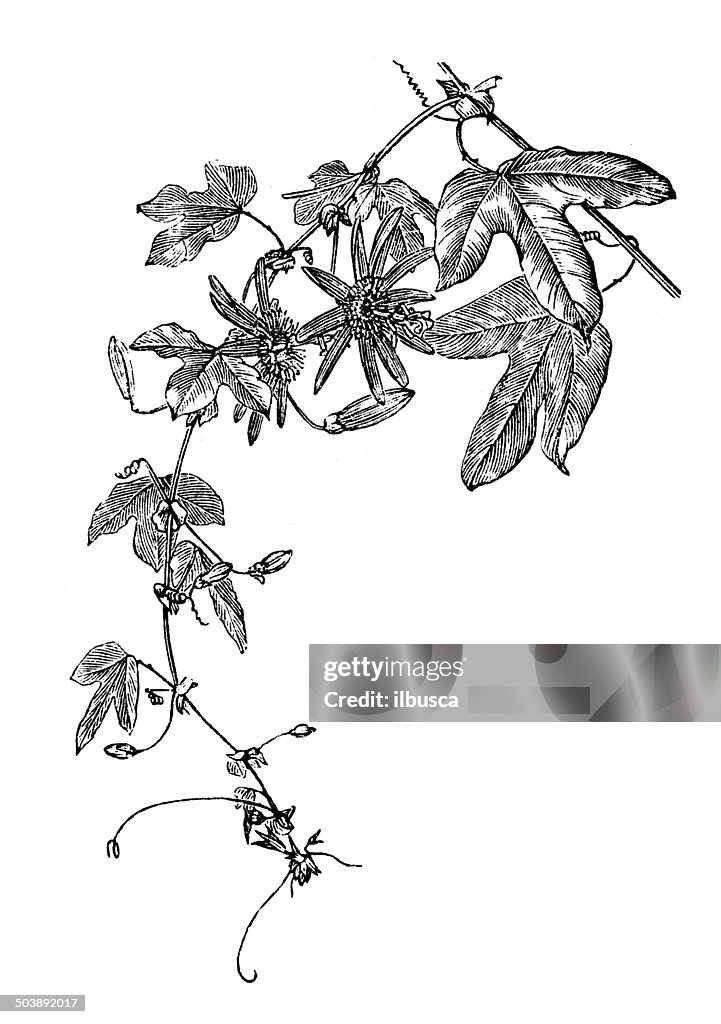 Antique illustration of Passiflora caerulea (blue passion flower)