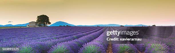 lavanda fields sunrise - farm panoramic stock pictures, royalty-free photos & images
