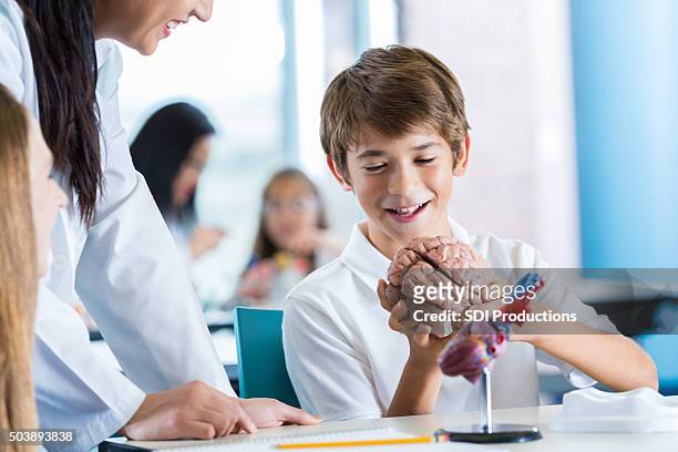 preteen boy studying human brain during middle school science class - preteen girl models stock pictures, royalty-free photos & images
