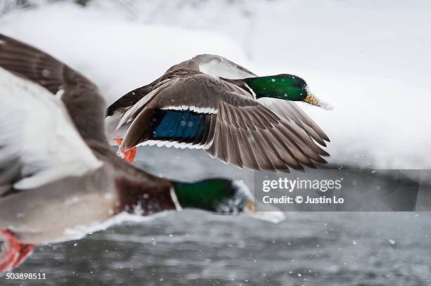 snow flight - mallard duck stock pictures, royalty-free photos & images