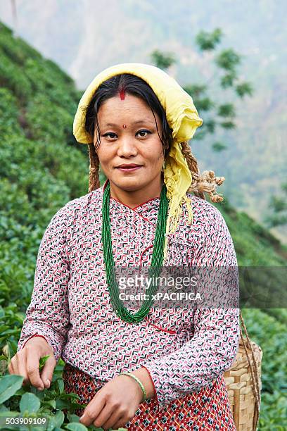 portrait of a female labor worker harvesting tea - india tea plantation stock pictures, royalty-free photos & images