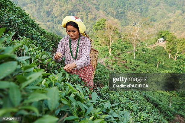 a female labor worker harvesting tea leaves - india tea plantation stock pictures, royalty-free photos & images