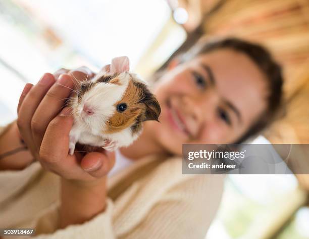 mädchen mit meerschweinchen - captive animals stock-fotos und bilder