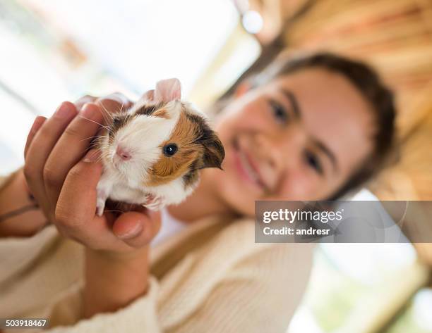 girl holding guinea pig - guinea pig stock pictures, royalty-free photos & images